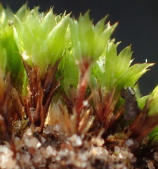 Bryum canariense
