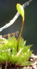 Bryum canariense