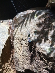 Cosmodela barmanica
