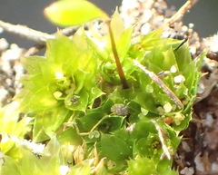 Bryum canariense