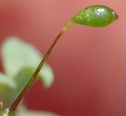 Image of Rosulabryum canariense by (c) Nicola van Berkel, some rights reserved (CC BY-SA)