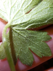 Ranunculus villarsii