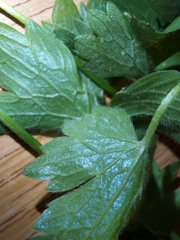 Ranunculus villarsii