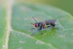Thecophora atra