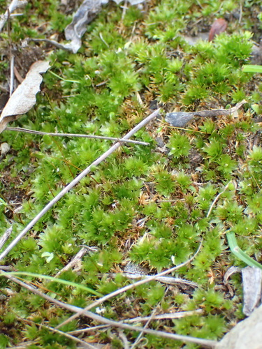 Image of Rosulabryum canariense by (c) Nicola van Berkel, some rights reserved (CC BY-SA)