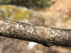 Phaeocalicium curtisii