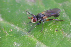 Thecophora atra