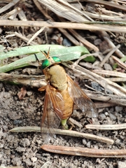 Silvius alpinus
