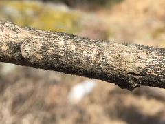 Phaeocalicium curtisii