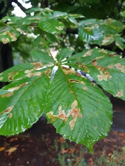 Aesculus hippocastanum