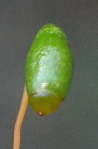 Image of Rosulabryum canariense by (c) Nicola van Berkel, some rights reserved (CC BY-SA)