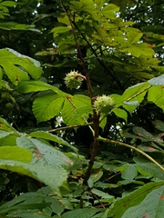 Aesculus hippocastanum