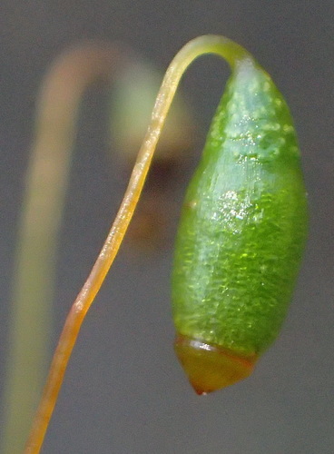 Image of Rosulabryum canariense by (c) Nicola van Berkel, some rights reserved (CC BY-SA)