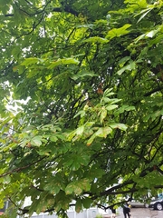 Aesculus hippocastanum