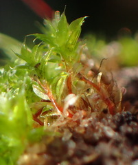 Ptychostomum torquescens