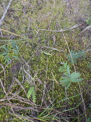 Ptychostomum torquescens