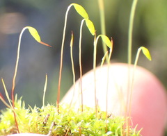 Ptychostomum torquescens