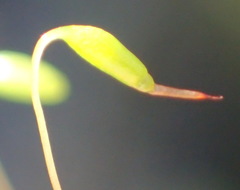 Ptychostomum torquescens
