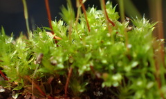 Ptychostomum torquescens