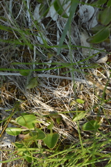 Parnassia glauca