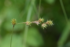 Carex echinodes