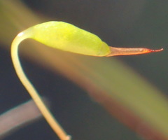 Ptychostomum torquescens