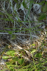 Parnassia glauca