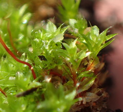 Ptychostomum torquescens
