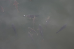 Cyprinus