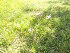 Echeandia parviflora