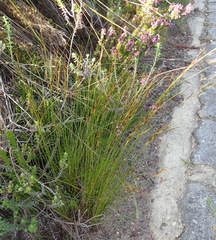 Schoenus graciliculmis