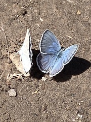 Plebejus anna