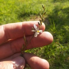 Echeandia parviflora