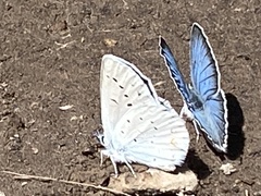 Plebejus anna