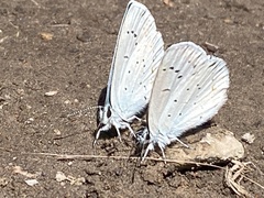 Plebejus anna