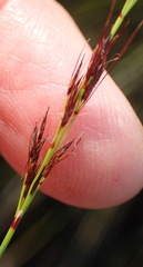 Schoenus graciliculmis