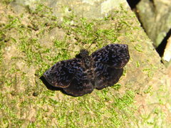 Cycloglypha thrasibulus