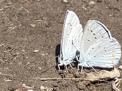 Plebejus anna