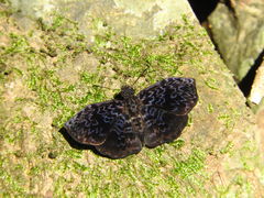 Cycloglypha thrasibulus