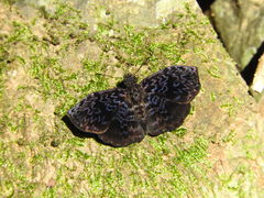 Cycloglypha thrasibulus