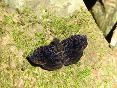 Cycloglypha thrasibulus