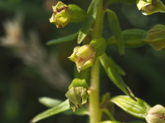 Epipactis dunensis