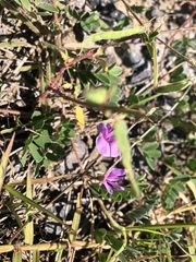 Tephrosia cinerea