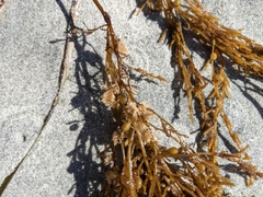 Dendrobeania lichenoides