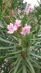 Nerium oleander