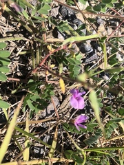 Tephrosia cinerea