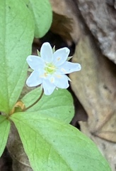 Lysimachia europaea
