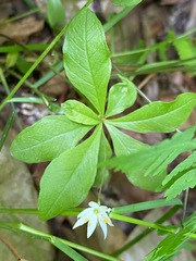 Lysimachia europaea