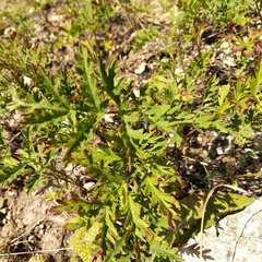 Artemisia latifolia
