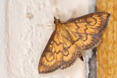 Ecpyrrhorrhoe rubiginalis